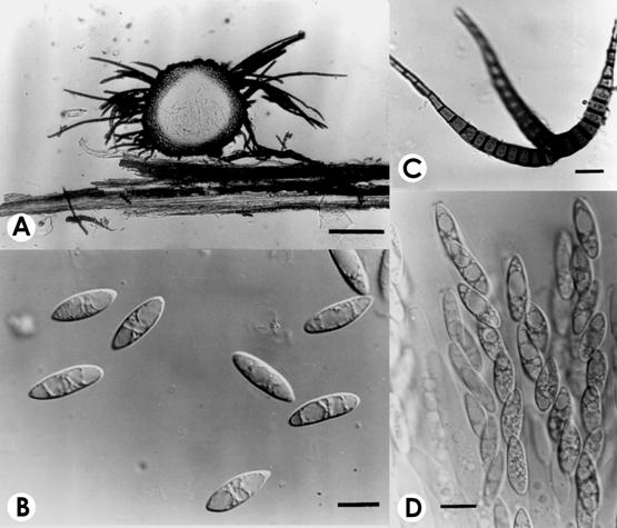 Представитель Семейства Iodosphaeriaceae